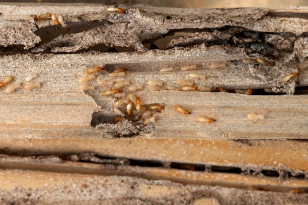 Best Termite Control Services  in Greenport West, NY
